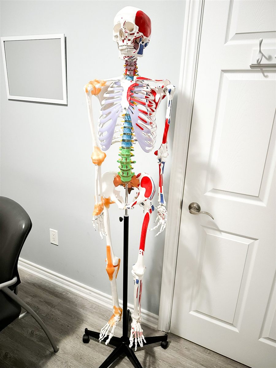 Anatomical skeleton model
